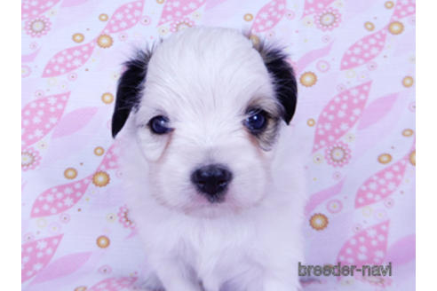 成約済の千葉県のパピヨン-176915の22枚目