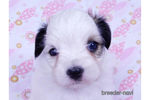 成約済の千葉県のパピヨン-176915の21枚目