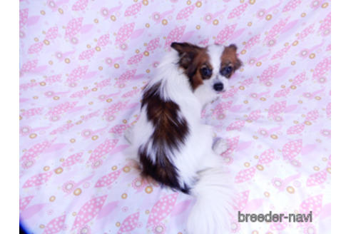 成約済の千葉県のパピヨン-176918の4枚目