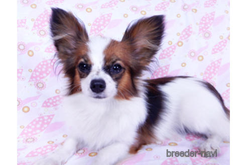 成約済の千葉県のパピヨン-176918の3枚目