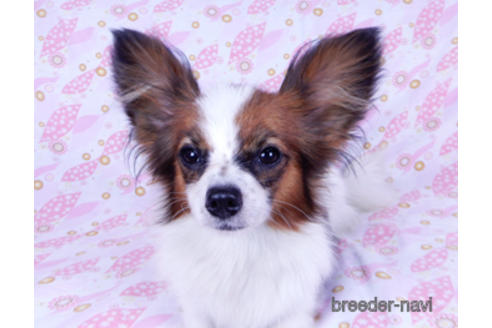 成約済の千葉県のパピヨン-176918の2枚目