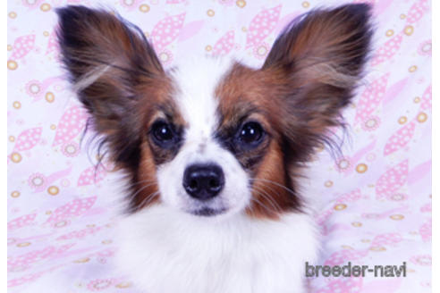 成約済の千葉県のパピヨン-176918の1枚目