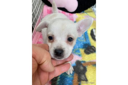 長野県のミックス犬 女の子 22 02 09生まれ フレンチブルドックとスピッツのミックスです 子犬id ブリーダーナビ