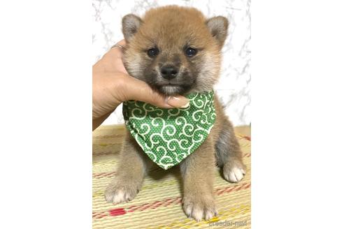 成約済の茨城県の豆柴-176941の2枚目