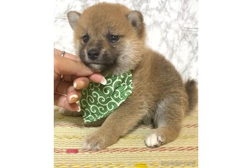 成約済の茨城県の豆柴-176941の3枚目