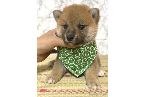 成約済の茨城県の豆柴-176941の5枚目