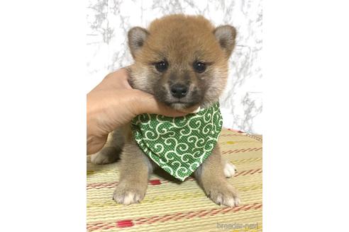 成約済の茨城県の豆柴-176941の4枚目