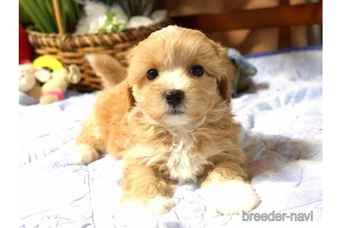 成約済の熊本県のマルプー:マルチーズ×トイプードル-176943の1枚目