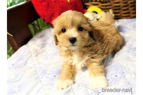 成約済の熊本県のマルプー:マルチーズ×トイプードル-176943の4枚目