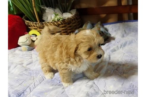 成約済の熊本県のマルプー:マルチーズ×トイプードル-176943の2枚目