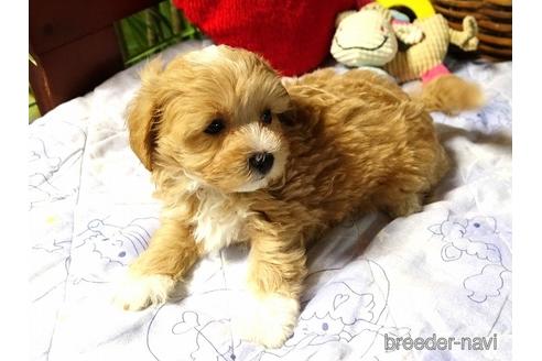 成約済の熊本県のマルプー:マルチーズ×トイプードル-176943の3枚目