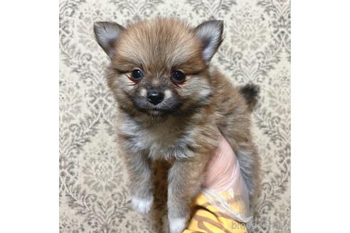 成約済の千葉県のポメラニアン-175496の2枚目