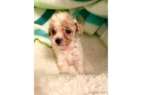 成約済の東京都のミックス犬-176790の13枚目