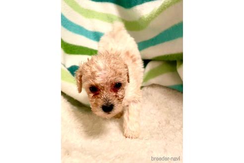 成約済の東京都のミックス犬-176788の27枚目