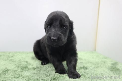成約済の群馬県のフラットコーテッドレトリーバー-175483の6枚目