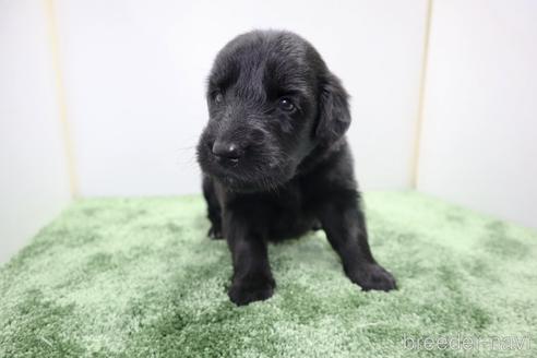 成約済の群馬県のフラットコーテッドレトリーバー-175483の9枚目