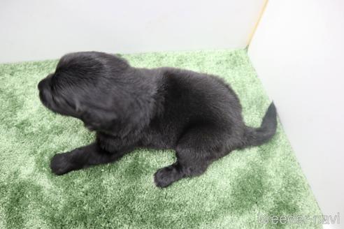 成約済の群馬県のフラットコーテッドレトリーバー-175483の7枚目