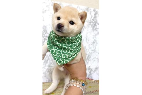 成約済の茨城県の豆柴-175519の3枚目