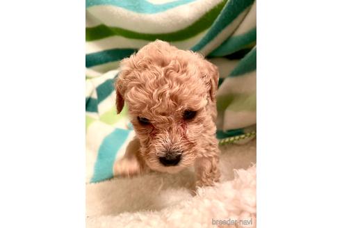 成約済の東京都のミックス犬-176789の40枚目