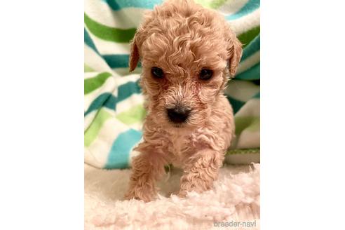成約済の東京都のミックス犬-176789の38枚目