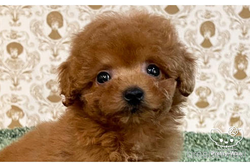 成約済の愛知県のタイニープードル-177101の7枚目