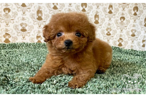 成約済の愛知県のタイニープードル-177101の8枚目