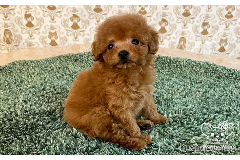 成約済の愛知県のタイニープードル-177101の9枚目