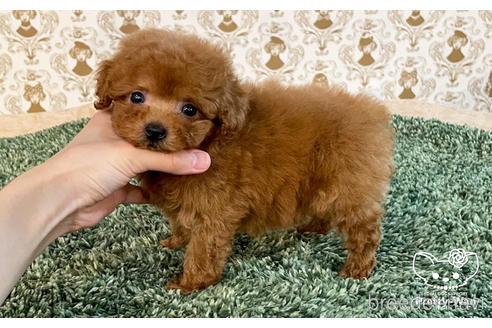 成約済の愛知県のタイニープードル-177101の5枚目