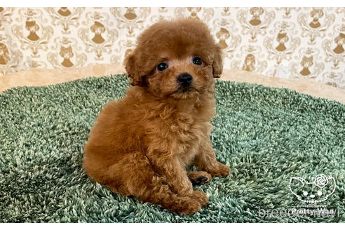 成約済の愛知県のタイニープードル-177101の6枚目