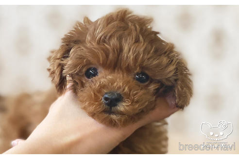 成約済の愛知県のタイニープードル-177107の7枚目