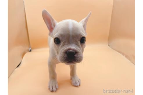 成約済の東京都のフレンチブルドッグ-177730の9枚目