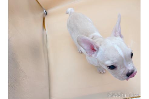 成約済の東京都のフレンチブルドッグ-177730の10枚目