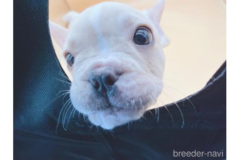 成約済の東京都のフレンチブルドッグ-177730の2枚目
