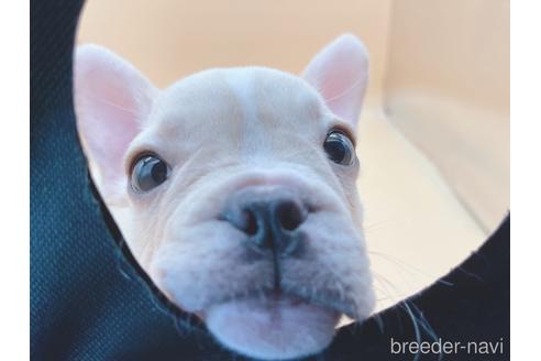 成約済の東京都のフレンチブルドッグ-177730の3枚目