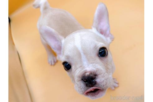 成約済の東京都のフレンチブルドッグ-177730の1枚目