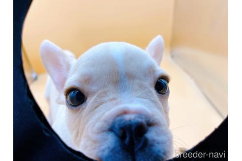 成約済の東京都のフレンチブルドッグ-177730の4枚目