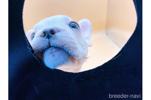 成約済の東京都のフレンチブルドッグ-177730の5枚目