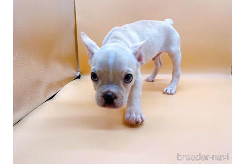 成約済の東京都のフレンチブルドッグ-177730の6枚目