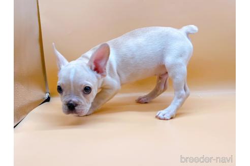 成約済の東京都のフレンチブルドッグ-177730の7枚目