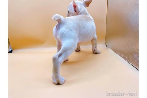 成約済の東京都のフレンチブルドッグ-177730の8枚目