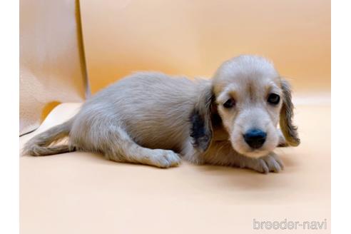 成約済の東京都のミニチュアダックスフンド(ロングヘアード)-179137の4枚目