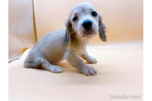 成約済の東京都のミニチュアダックスフンド(ロングヘアード)-179137の1枚目