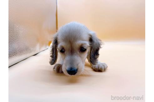 成約済の東京都のミニチュアダックスフンド(ロングヘアード)-179137の6枚目