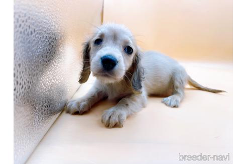 成約済の東京都のミニチュアダックスフンド(ロングヘアード)-179137の5枚目