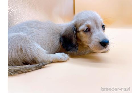 成約済の東京都のミニチュアダックスフンド(ロングヘアード)-179137の7枚目