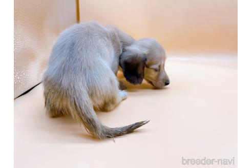 成約済の東京都のミニチュアダックスフンド(ロングヘアード)-179137の8枚目