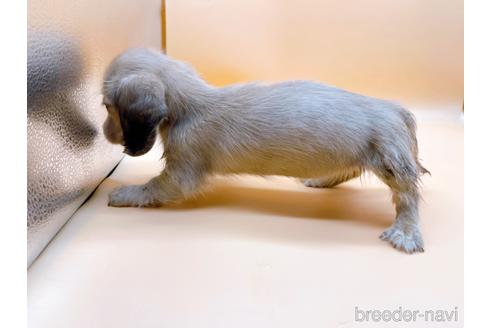 成約済の東京都のミニチュアダックスフンド(ロングヘアード)-179137の2枚目