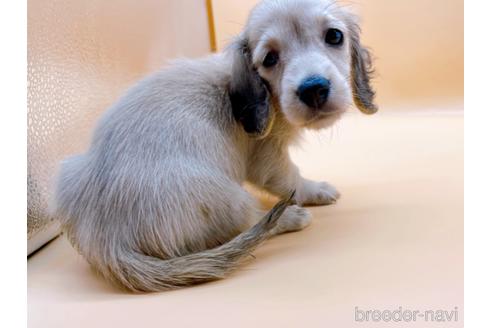 成約済の東京都のミニチュアダックスフンド(ロングヘアード)-179137の3枚目