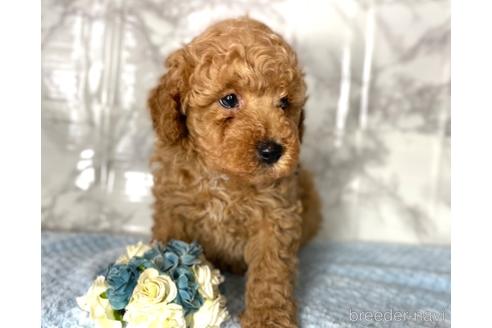 成約済の福岡県のミニチュアプードル-173033の4枚目