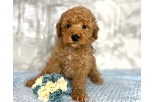 成約済の福岡県のミニチュアプードル-173033の5枚目